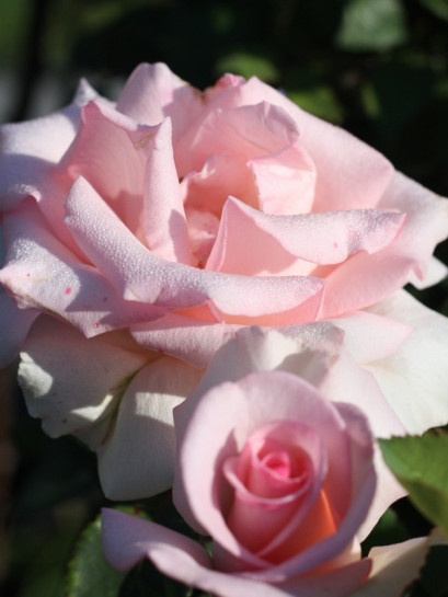 FLAMINGO róża wielkokwiatowa