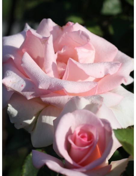 FLAMINGO róża wielkokwiatowa