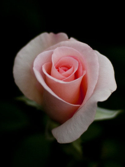 wielkokwiatowe roze flamingo