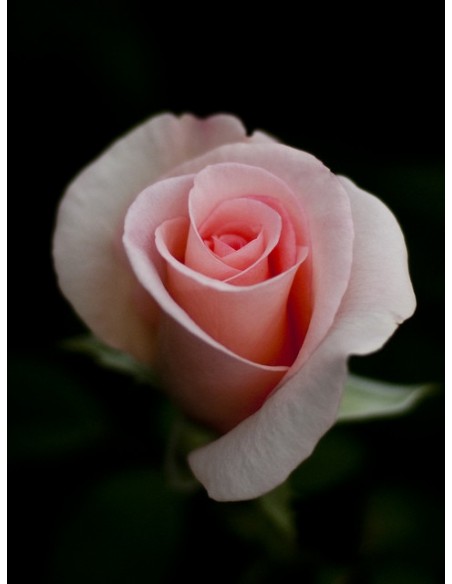 wielkokwiatowe roze flamingo