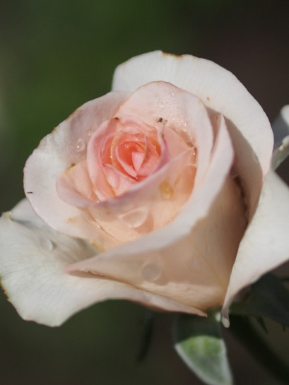 różowe roze wielkokwiatowe flamingo