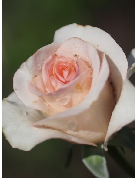 różowe roze wielkokwiatowe flamingo