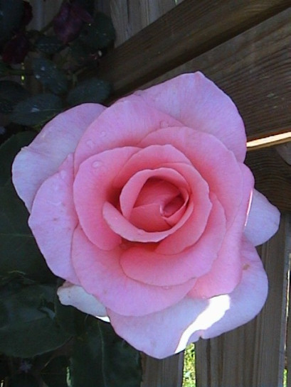 różowe wielkokwiatowe roze flamingo