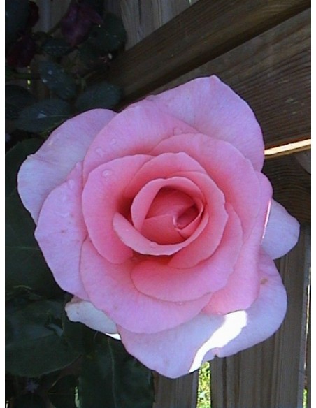 różowe wielkokwiatowe roze flamingo