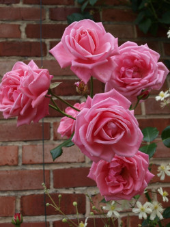 pnące róże Coral Dawn