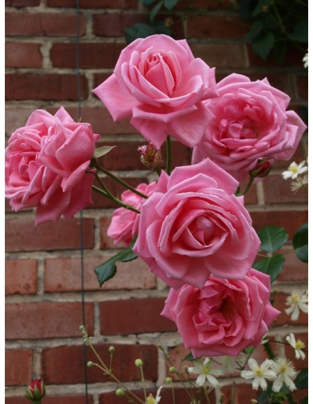 pnące róże Coral Dawn