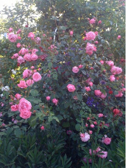 pnące róże Coral Dawn 2