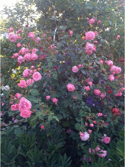 róże pnące Coral Dawn