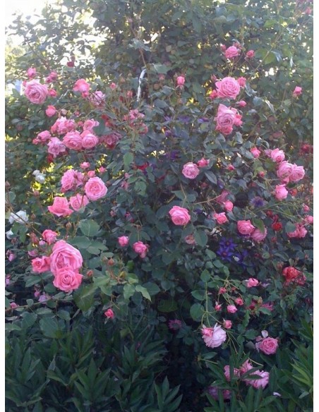 róże pnące Coral Dawn