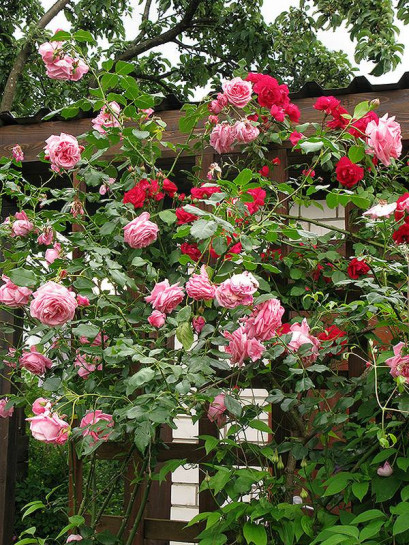 Róże pnace Coral Dawn