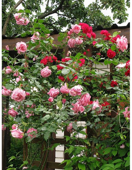 Róże pnace Coral Dawn