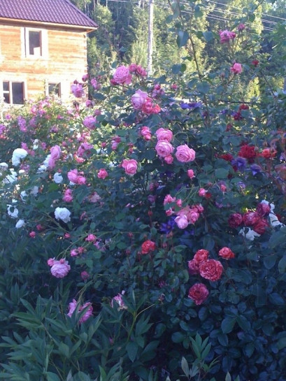 Coral Dawn róże pnące