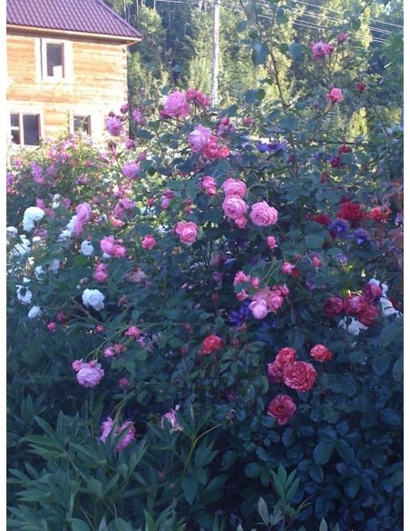 Coral Dawn róże pnące