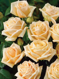 roze wielkokwiatowe Diamond Jubilee