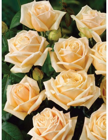 roze wielkokwiatowe Diamond Jubilee