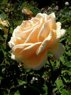 roze wielkokwiatowe Diamond Jubilee 2