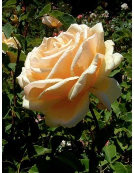 róże wielkokwiatowe Diamond Jubilee