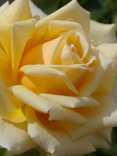 diamond jubilee róże łososiowe wielkokwiatowe