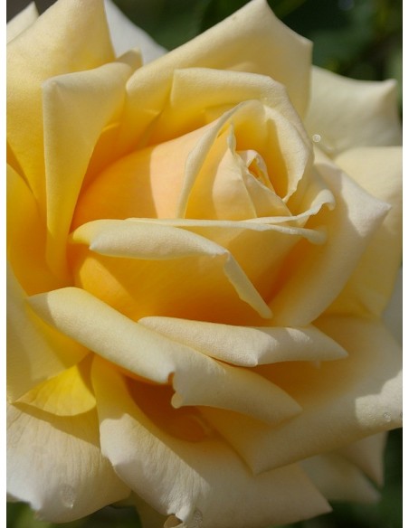 diamond jubilee róże łososiowe wielkokwiatowe