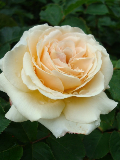 wielkokwiatowe róże diamond jubilee