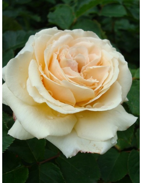 wielkokwiatowe róże diamond jubilee