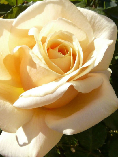 diamond jubilee roze wielkokwiatowe