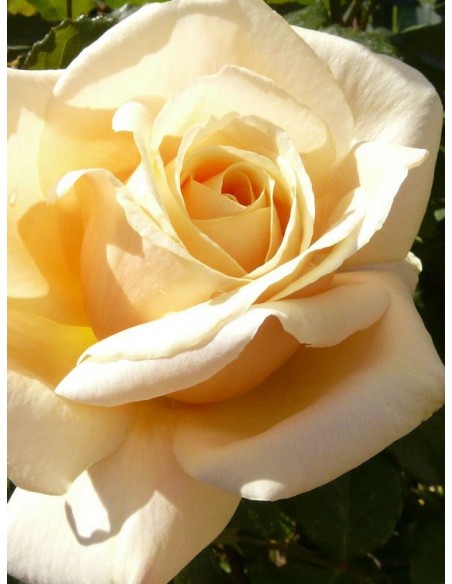 diamond jubilee roze wielkokwiatowe