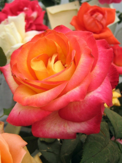 Alinka - herbaciane róże wielkokwiatowe