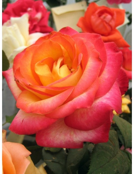 Alinka - herbaciane róże wielkokwiatowe