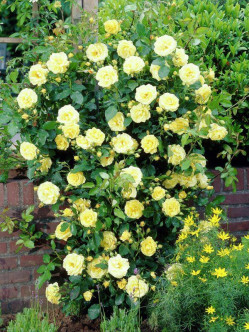 żółte róże pnące golden showers 2