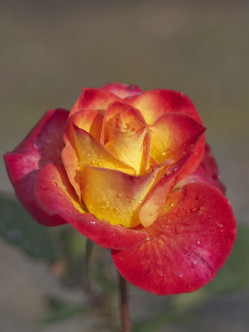 Alinka - herbaciane róże wielkokwiatowe 2