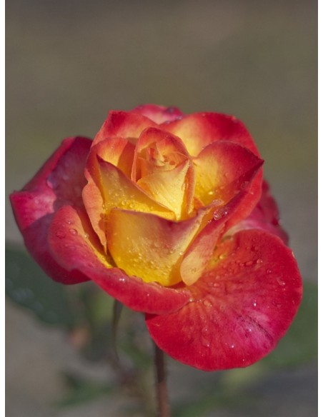 herbaciane Alinka - róże wielkokwiatowe