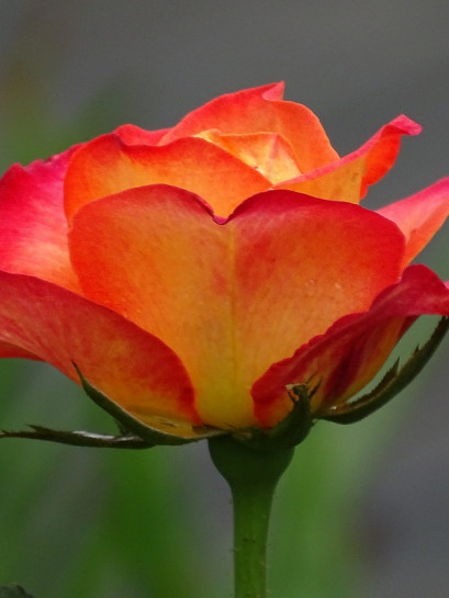 wielkokwiatowe róże Alinka herbaciane