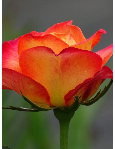 wielkokwiatowe róże Alinka herbaciane