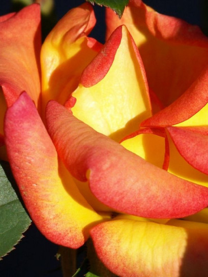 róże wielkokwiatowe Alinka herbaciane