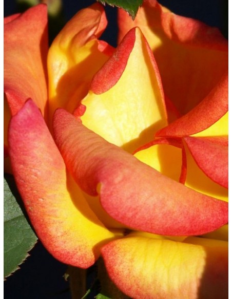 róże wielkokwiatowe Alinka herbaciane