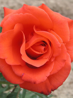 pomaranczowe róże wielkokwiatowe Lady Rose