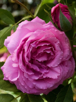 róże historyczne Mrs. John Laing