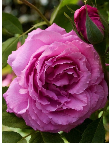 róże historyczne Mrs. John Laing