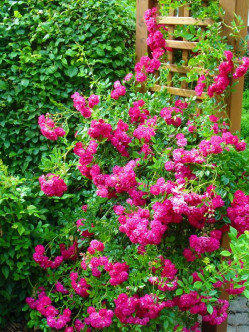 róże pnące Super Excelsa 2