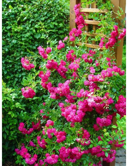 czerwone róże pnące Super Excelsa