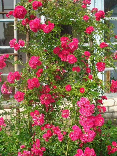 róże pnące Super Excelsa czerwone