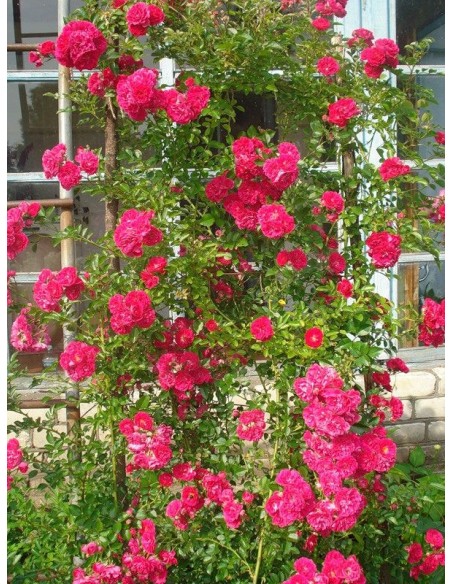 róże pnące Super Excelsa czerwone