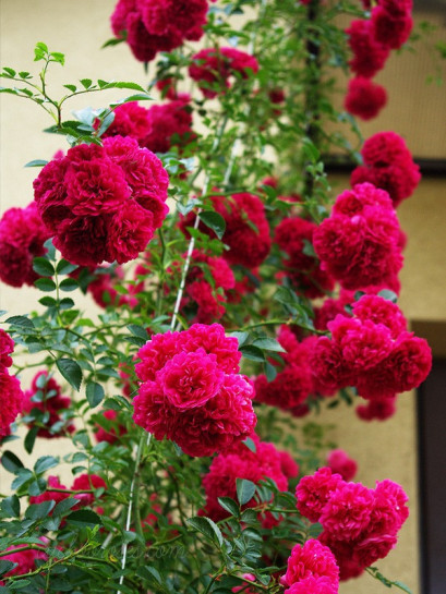 czerwone roze pnace Super Excelsa