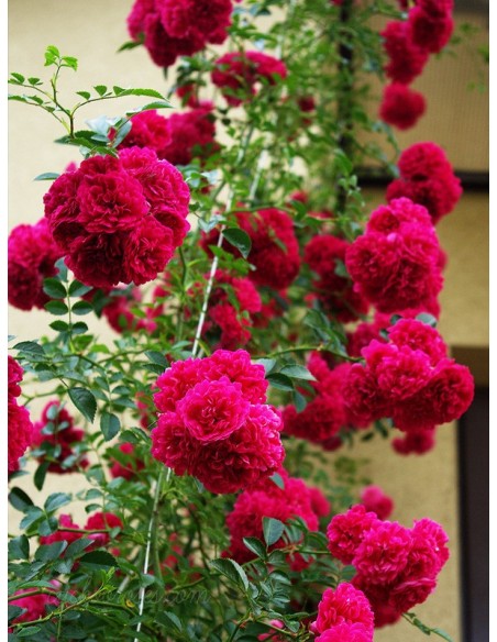 czerwone roze pnace Super Excelsa