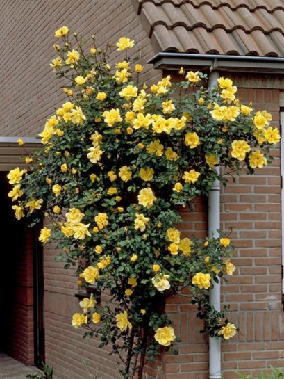 zolte roze golden showers