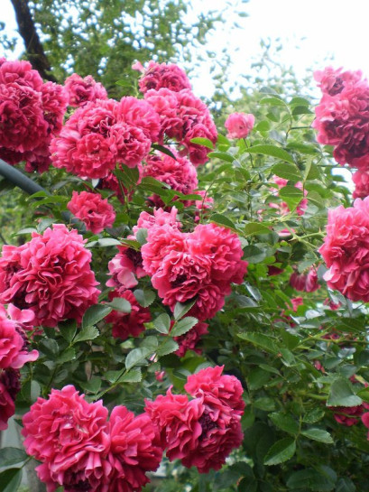 Super Excelsa czerwone róże pnące