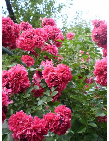 Super Excelsa czerwone róże pnące