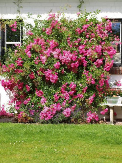róże pnące Super Dorothy