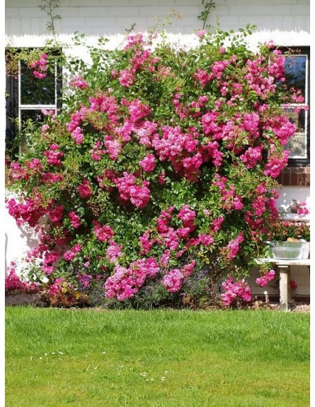 róże pnące Super Dorothy